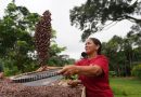 Páscoa: mulheres do AM produzem chocolate com cacau orgânico