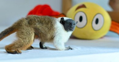 Sauim-de-coleira é resgatado no bairro Nova Cidade