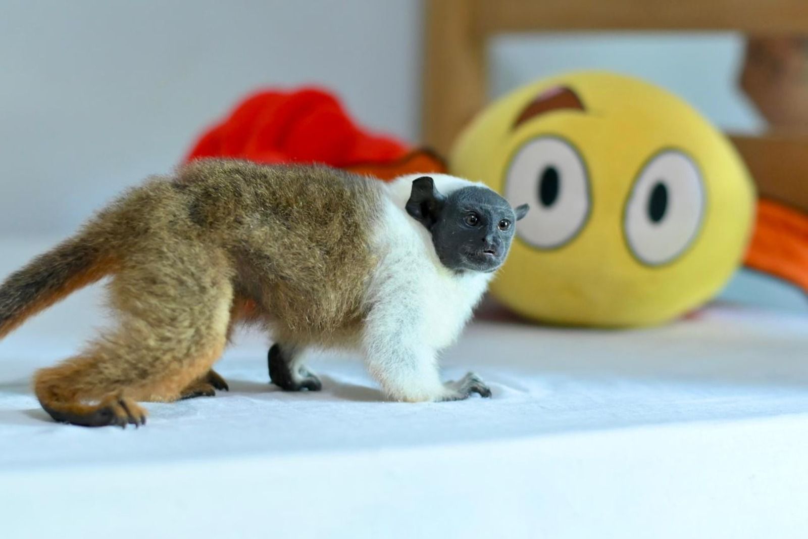 Sauim-de-coleira é resgatado no bairro Nova Cidade