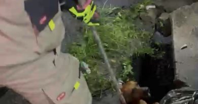 Cachorros caem em bueiro durante briga de rua em Manaus; assista