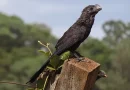 Animal silvestre é resgatado sem vida na zona Centro-Sul de Manaus