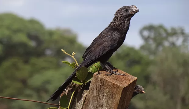 Animal silvestre é resgatado sem vida na zona Centro-Sul de Manaus
