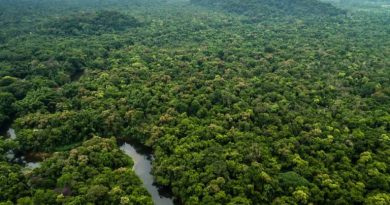 MP investiga possível fraude em licença ambiental para manejo florestal em Humaitá