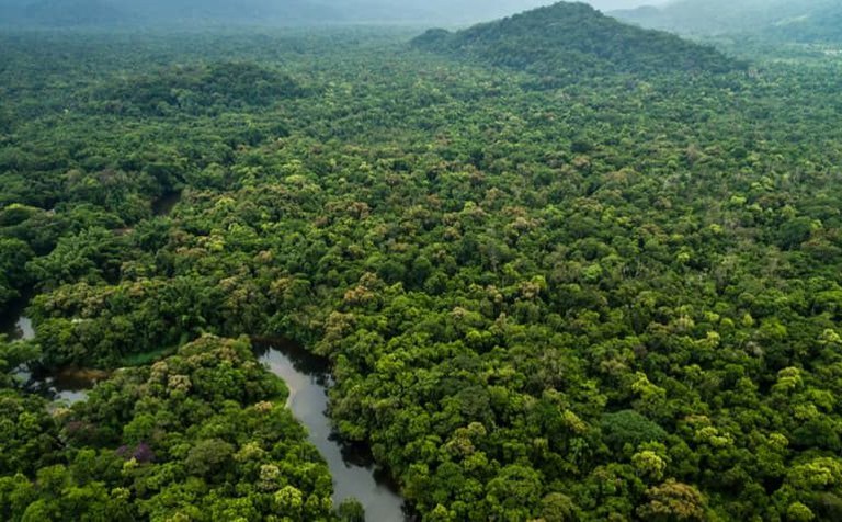 MP investiga possível fraude em licença ambiental para manejo florestal em Humaitá