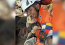 Após resgate na Venezuela, cãozinho ‘agradece’ com lambidas; veja vídeo