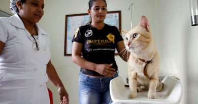 Serviço de castração em Manaus abre vagas para agendamento; confira