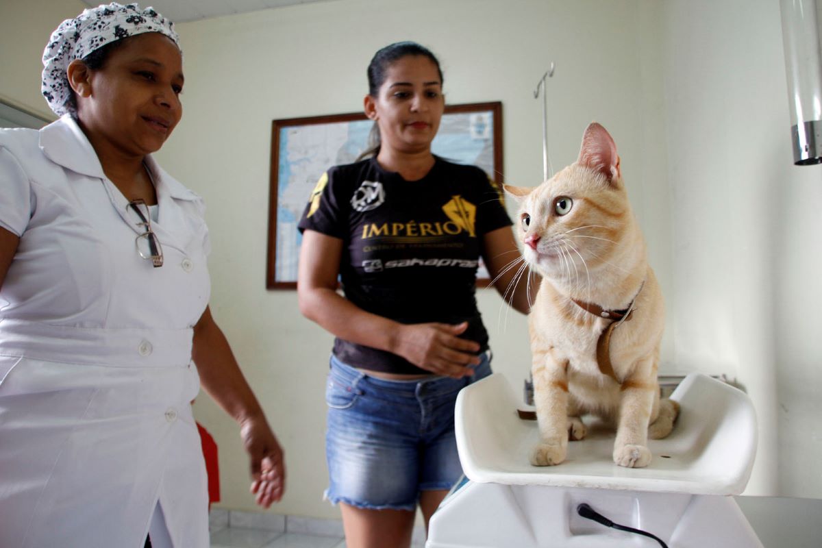 Serviço de castração em Manaus abre vagas para agendamento; confira