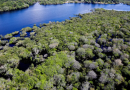 Alertas de desmatamento na Amazônia caem 35% em junho de 2026