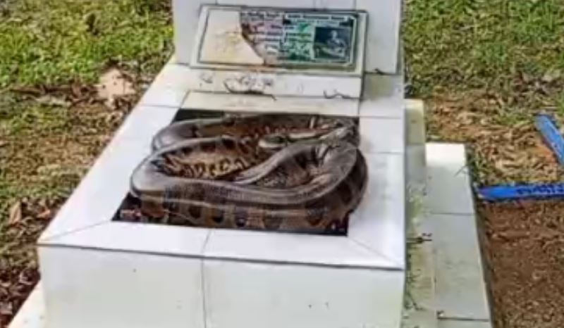 Cobra em túmulo assusta trabalhadores no Cemitério do Tarumã