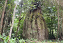 Amazonas ganha quatro reservas de desenvolvimento sustentável