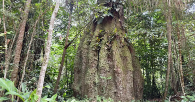 Amazonas ganha quatro reservas de desenvolvimento sustentável