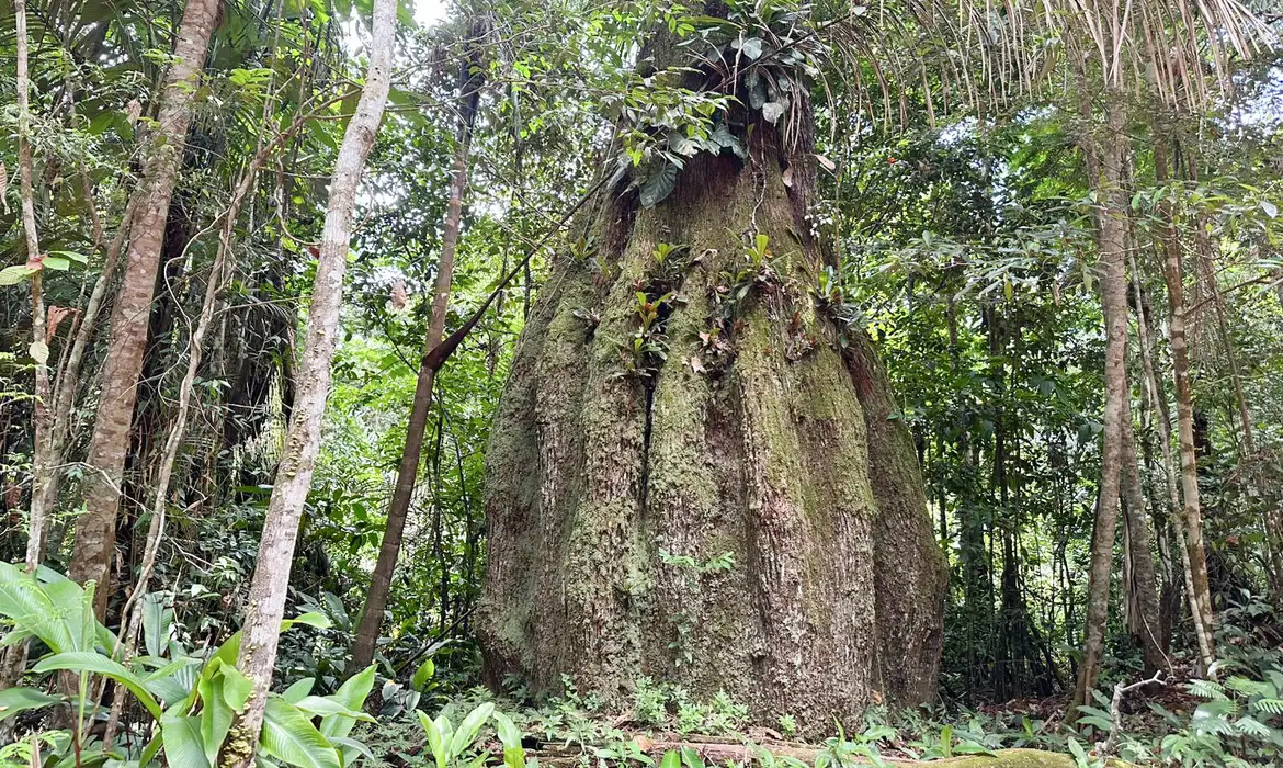 Amazonas ganha quatro reservas de desenvolvimento sustentável