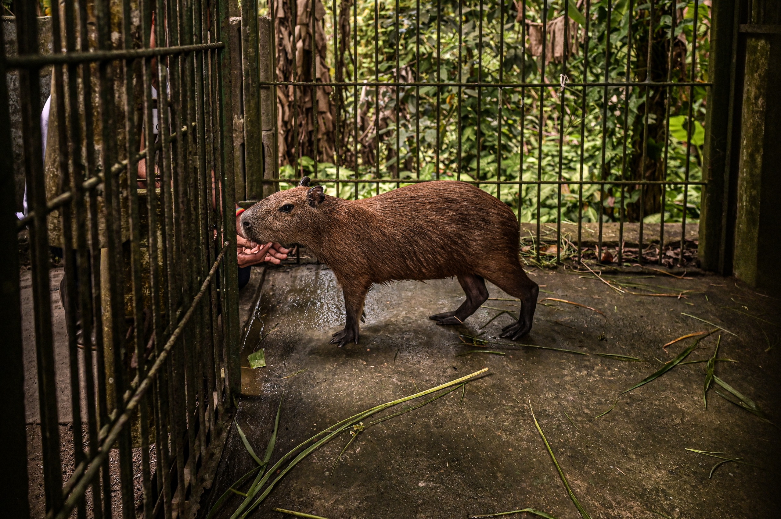 Capivara Filó deve ser entregue ao Cetas do Ibama, determina Justiça